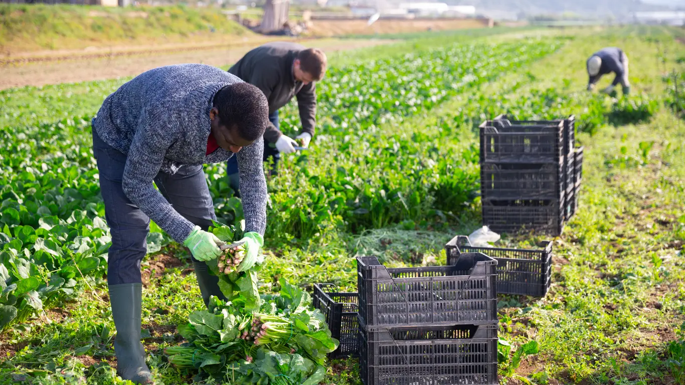 Agrotourism