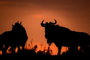 Wildebeasts
