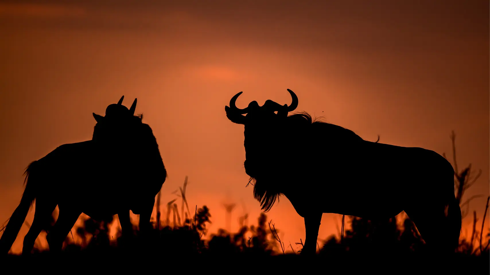 Wildlife Collective