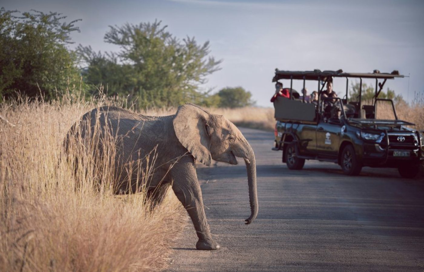 safari
