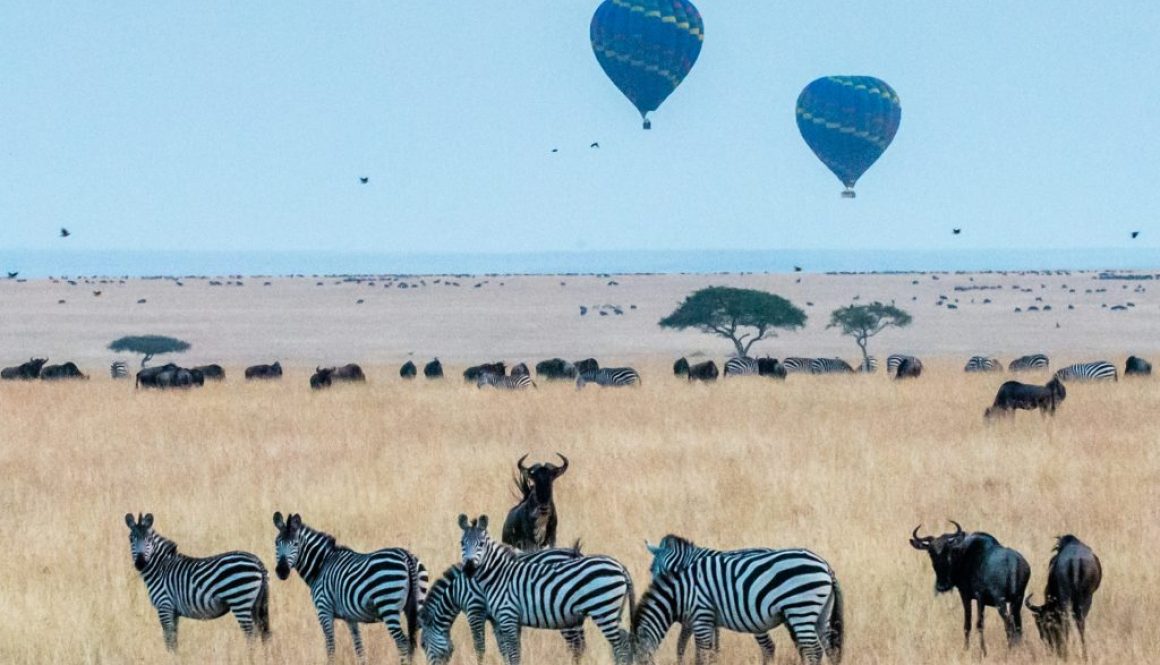 safari length