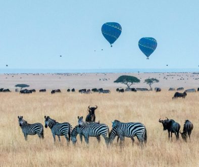 safari length